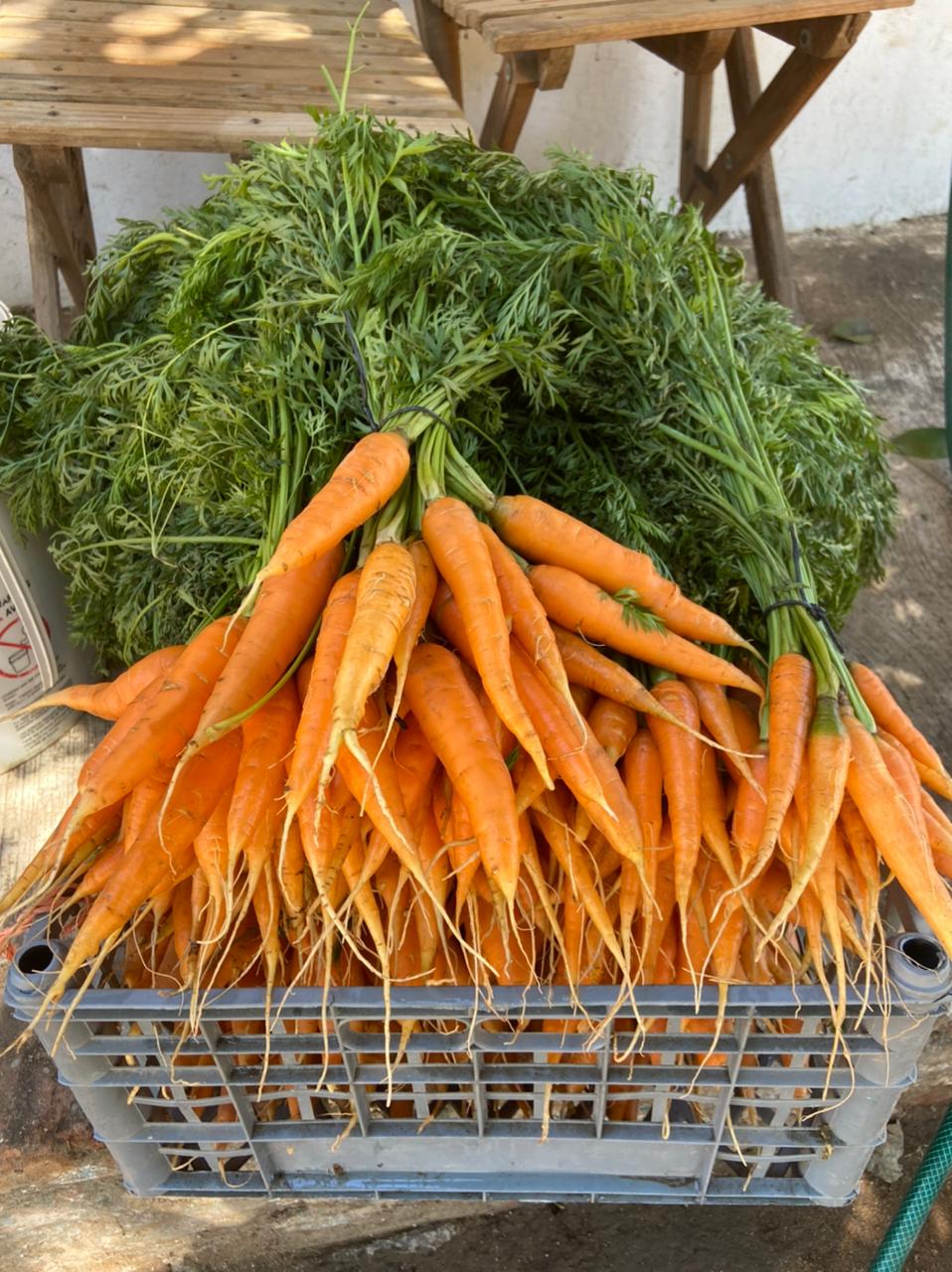 Carrot, Medium 500 gr