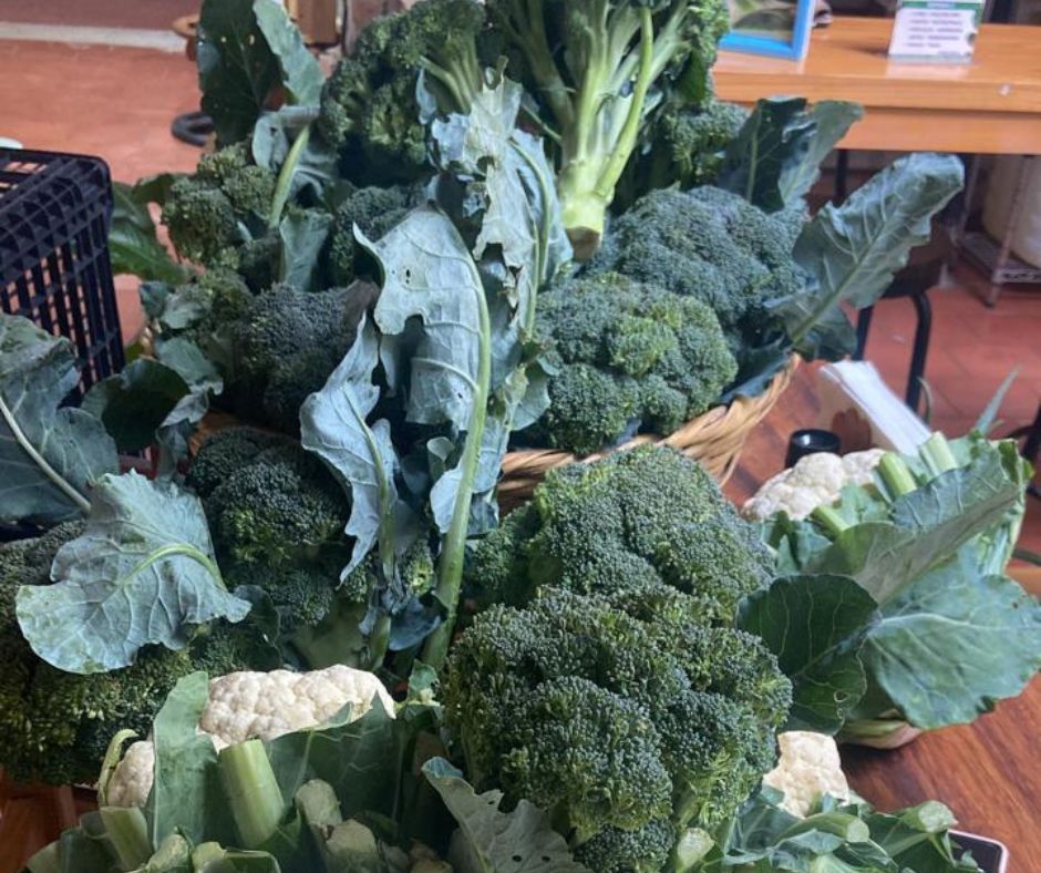 Broccoli Head, Small (Each)