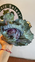 Col lombarda
