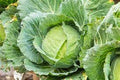 Cabbage (Each)