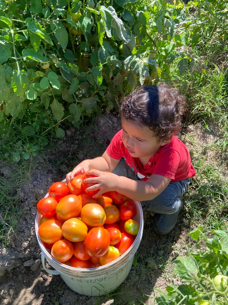 Roma tomato 500 gr