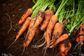 Zanahorias 500 gramos
