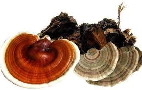 Chaga, Reishi y Cola de Pavo - Súper Inmunidad