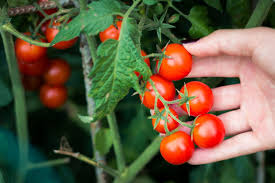 Cherry tomato 250 gr