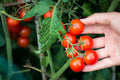 Cherry tomato 250 gr