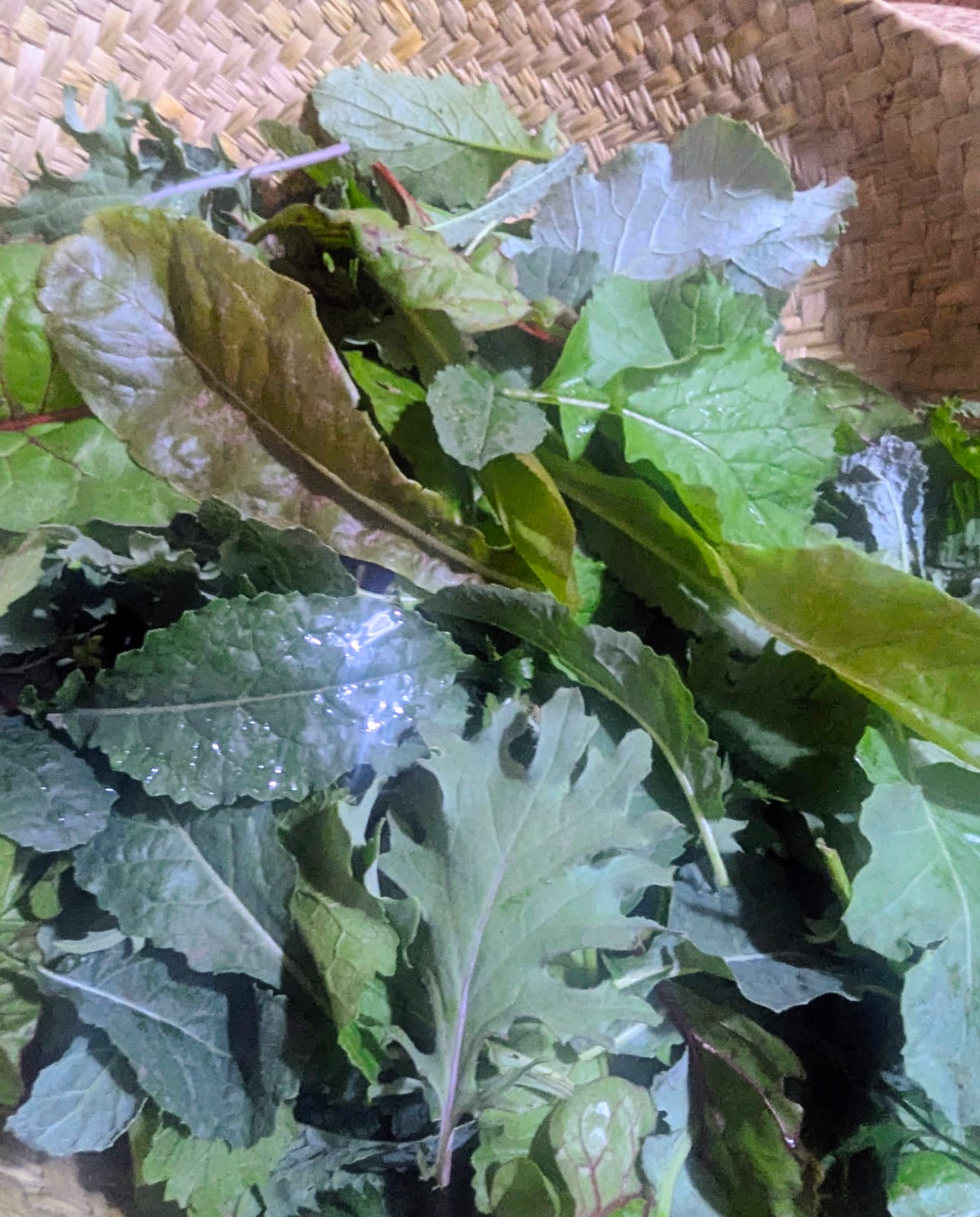 Fresh Harvest - Kale Mix