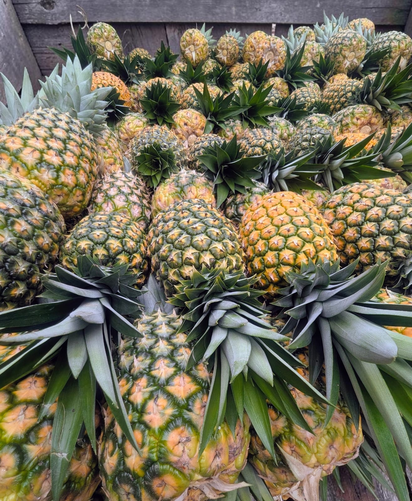 Fresh Harvest - Pineapple