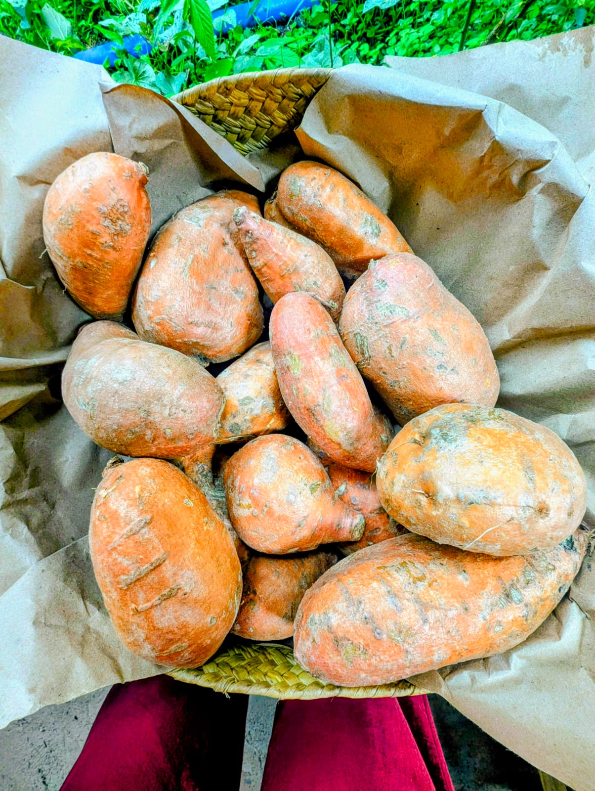 Fresh Harvest - Organic Sweet Potato