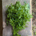 Fresh Harvest - Parsley