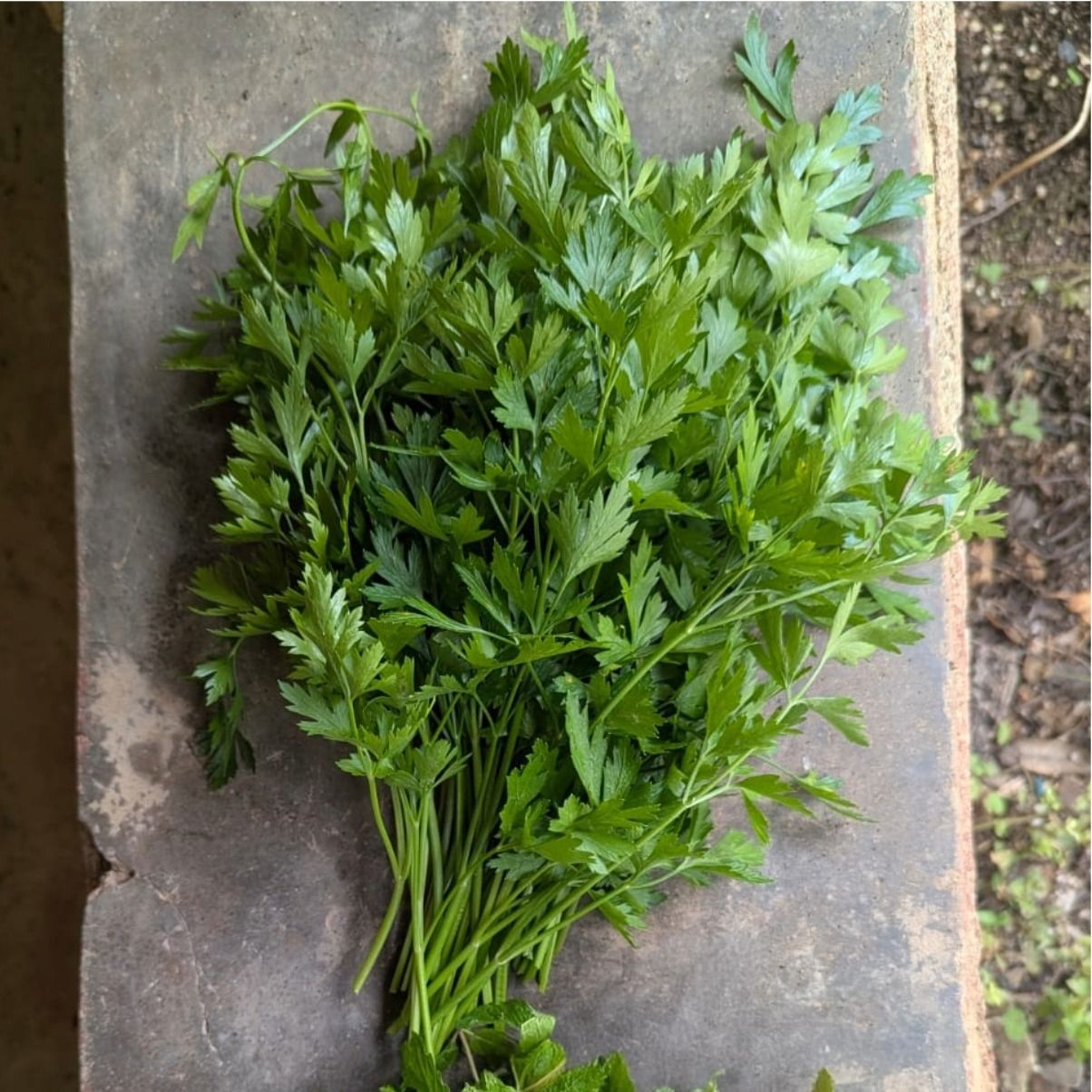 Fresh Harvest - Parsley