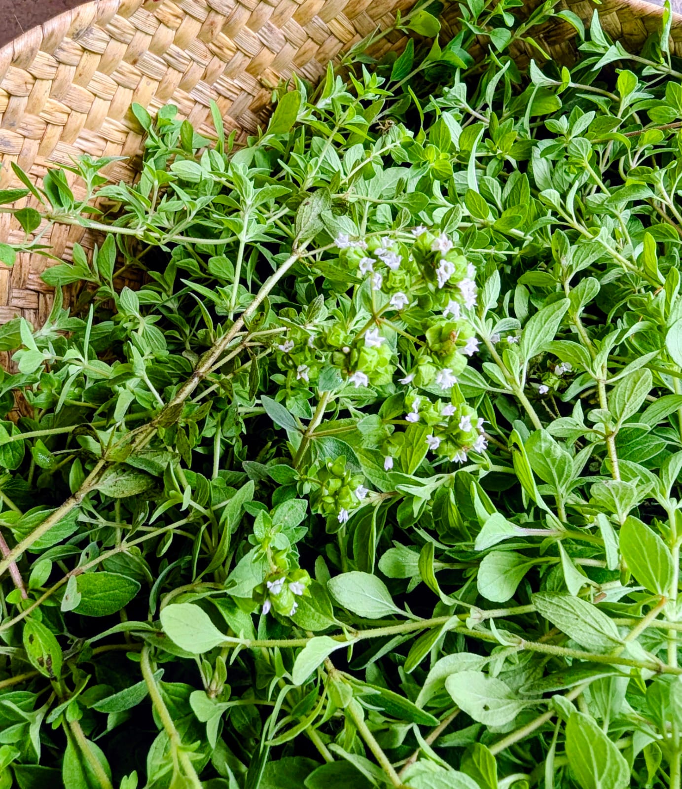 Fresh Harvest - Oregano
