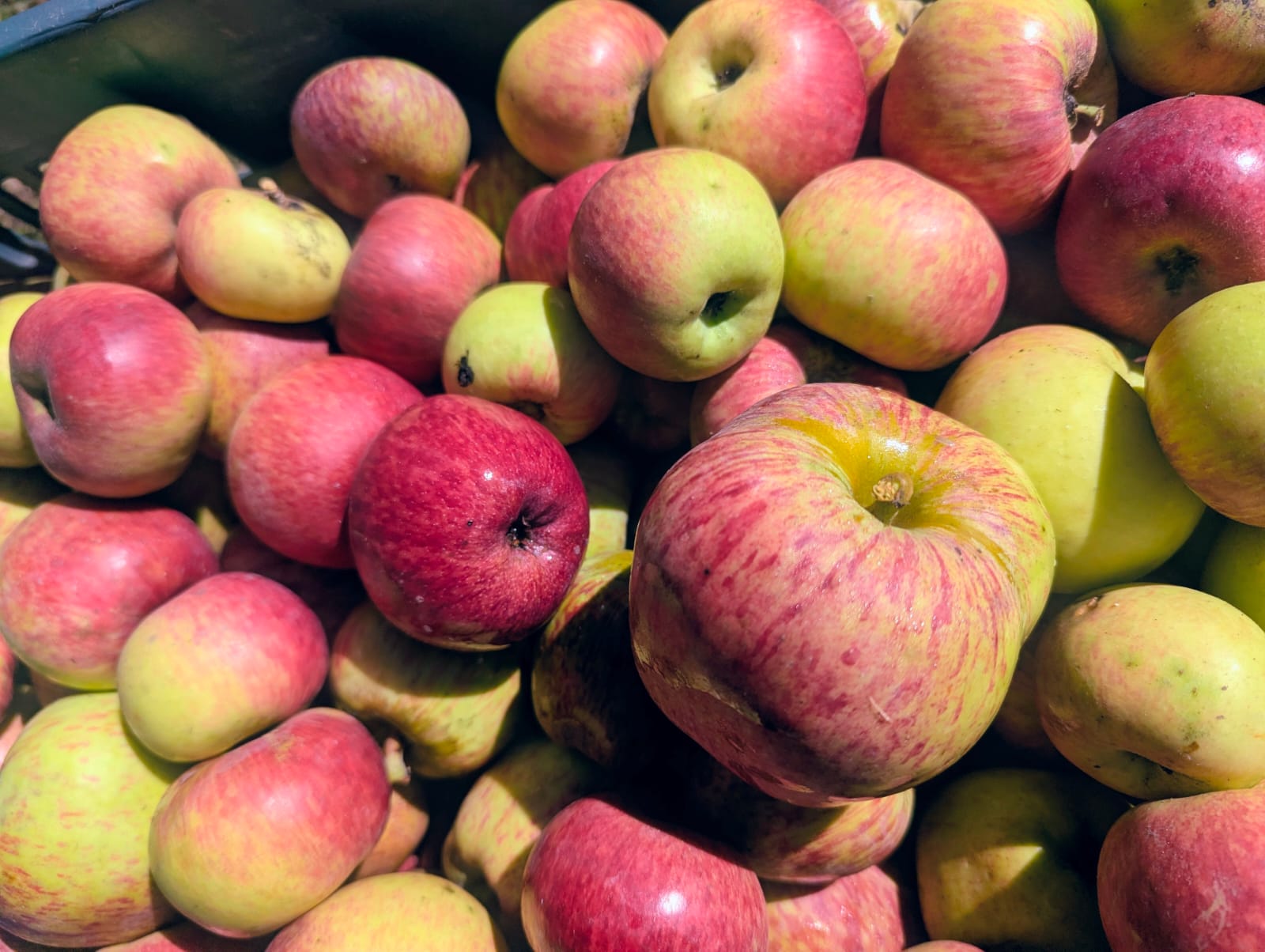 Fresh Harvest - Apples