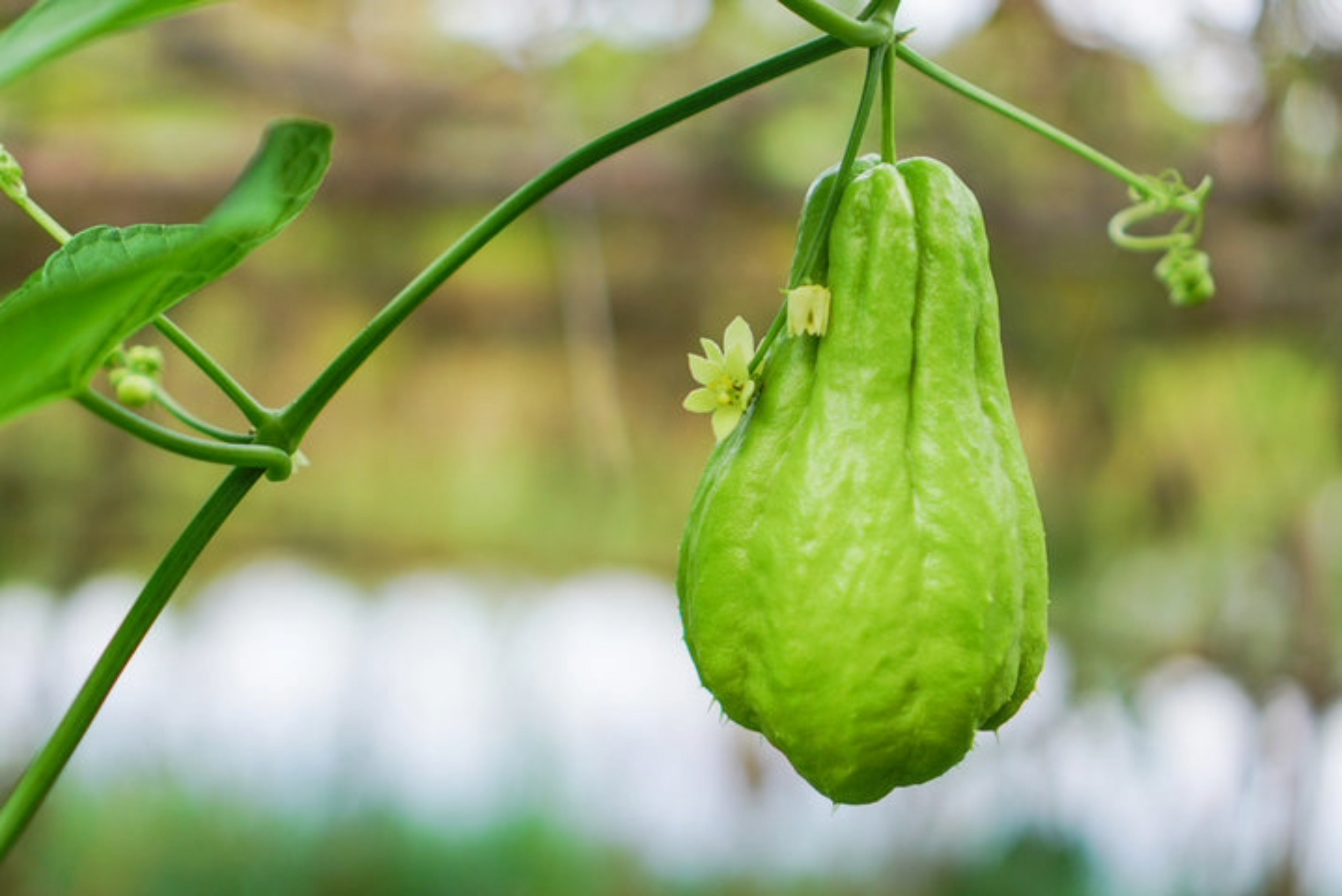 Chayote Squash (Each)