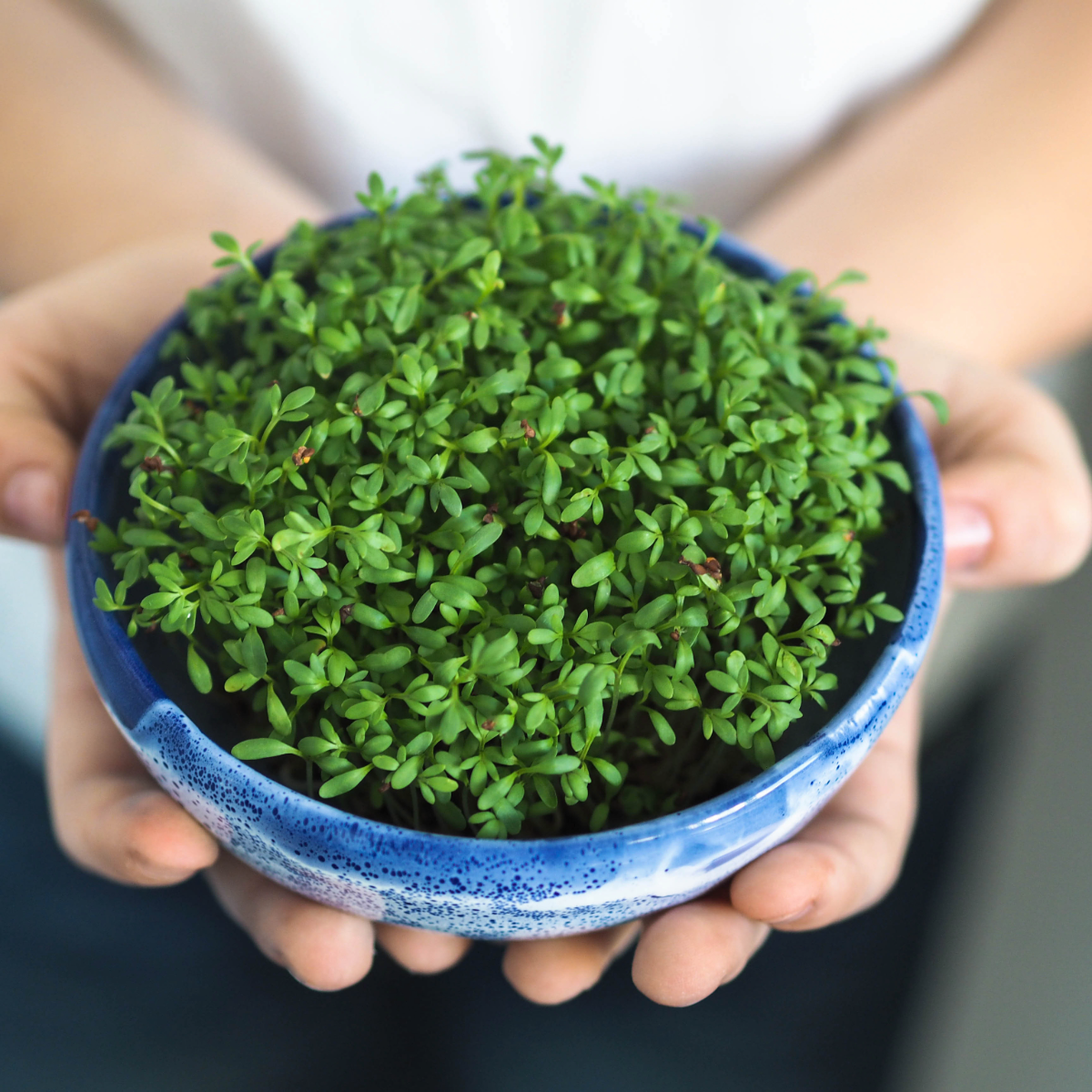 Watercress –  bch