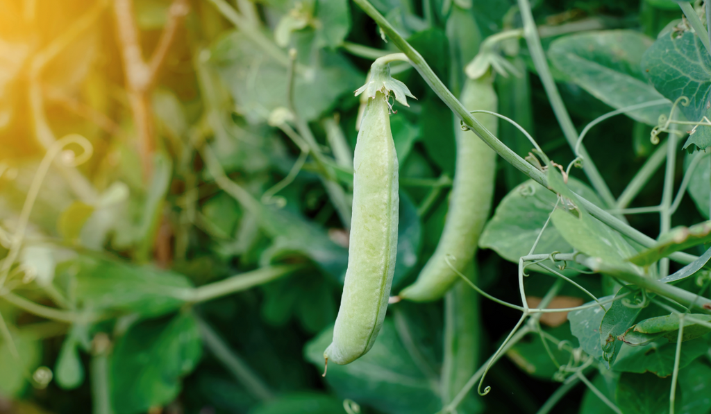 Peas in the Pod - 1 kg