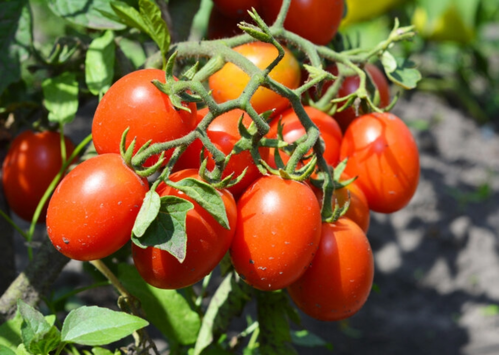 Roma tomato 500 gr
